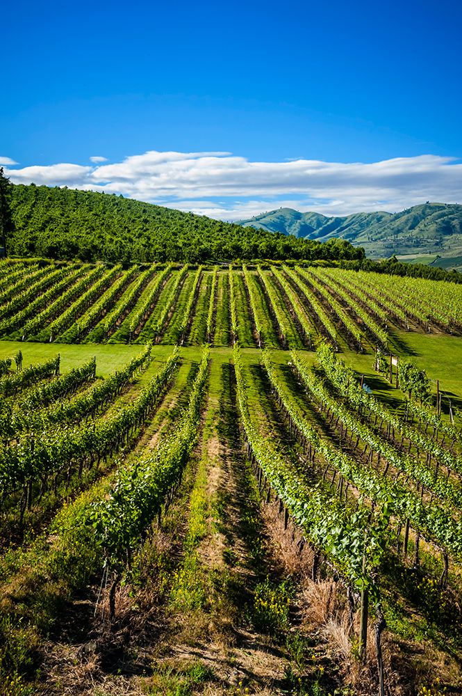 USA-WA-Lake Chelan Vineyard enjoys a striking view of Lake Chelan